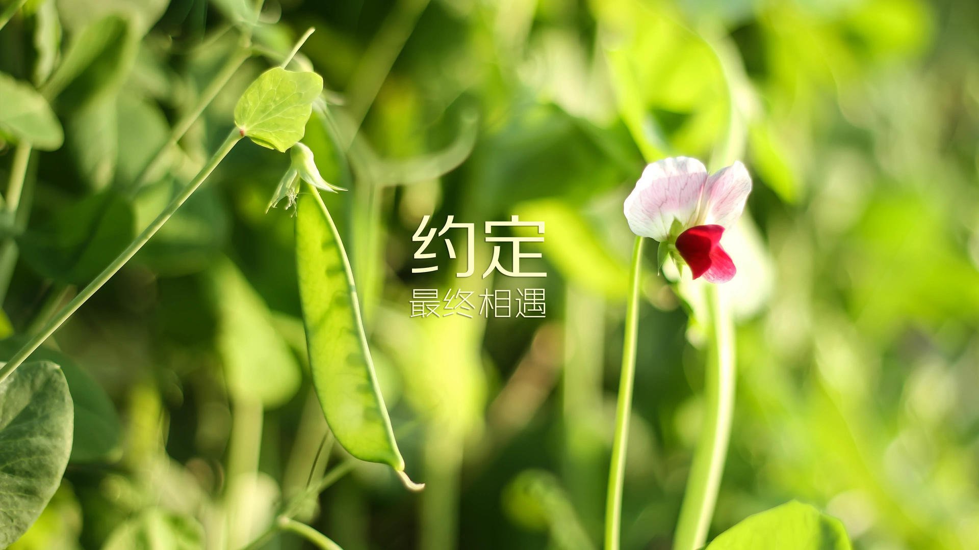 乐鱼电竞在线平台-青少年“绿色力量”公益篮球赛在郑州顺利落幕，倡导环保理念，郑州青少年篮球比赛