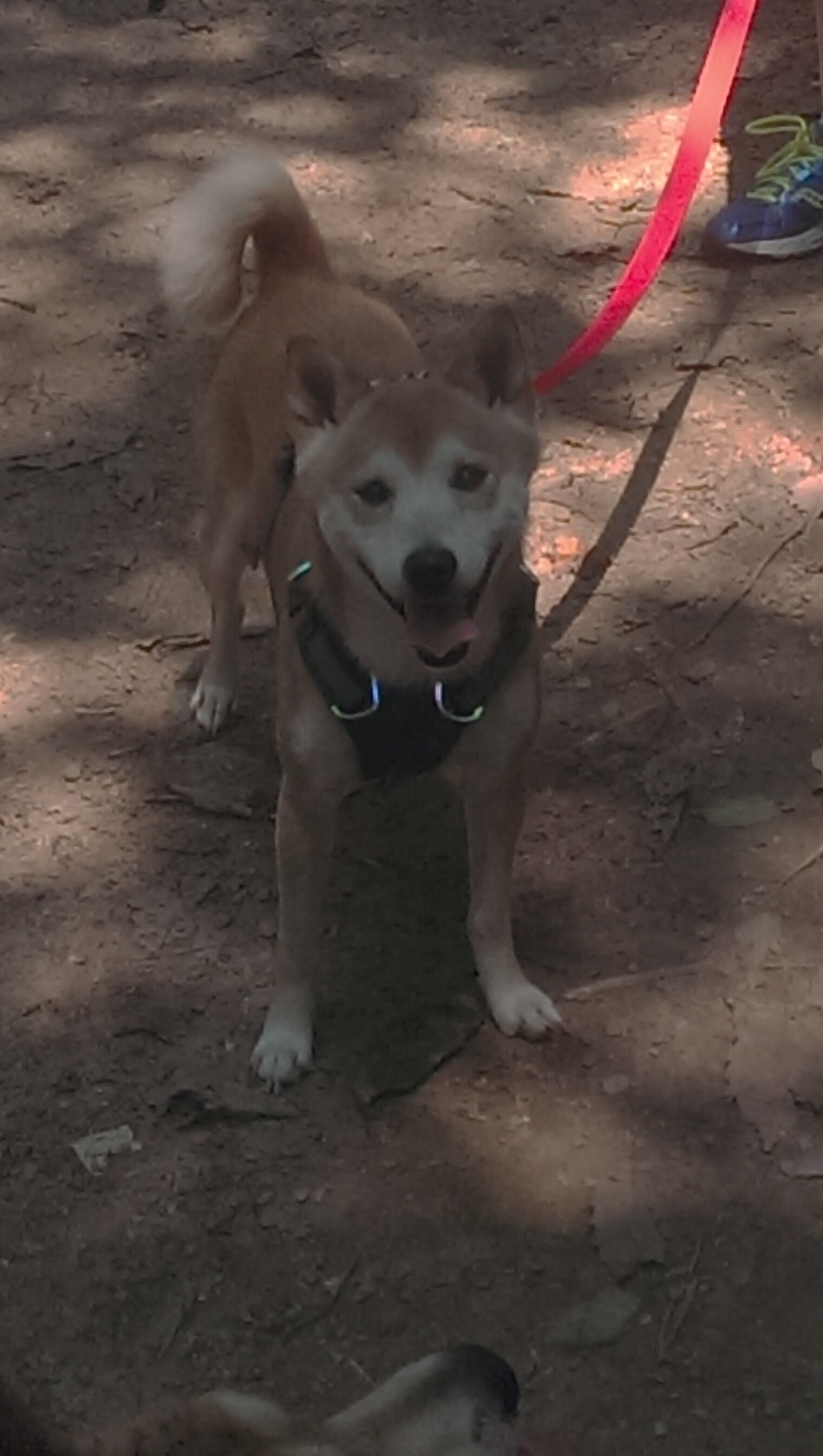 阿联酋篮球队在西亚锦标赛中夺冠，提升国际排名